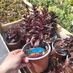 Rozchodník veľký (Sedum telephium) ´DARK MAGIC´ kont. C1L